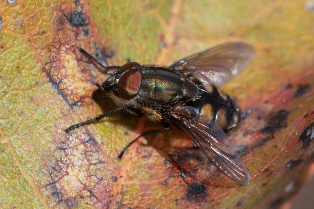 Calliphoridae - Maschio di Stomorhina lunata
